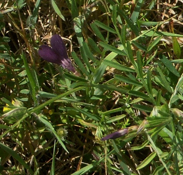 Vicia sativa?